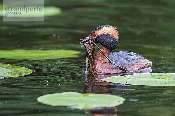 Horned Grebe (Podiceps auritus) swims in water with nesting material in its beak  Västergotland  Sweden  Europe