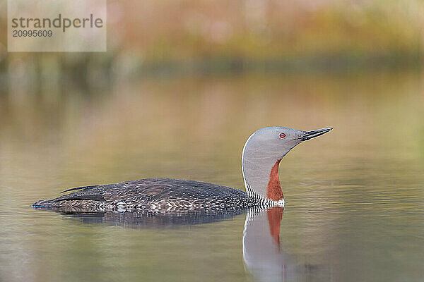 Red-throated diver (Gavia stellata) swims in the water  Dalarna  Sweden  Europe