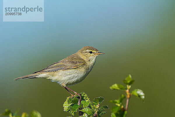 Willow warbler (Phylloscopus trochilus) sits on birch  Sör-Tröndelag  Norway  Europe