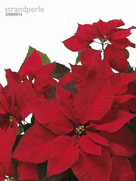 Poinsettia  red Christmas flower leaves on white background