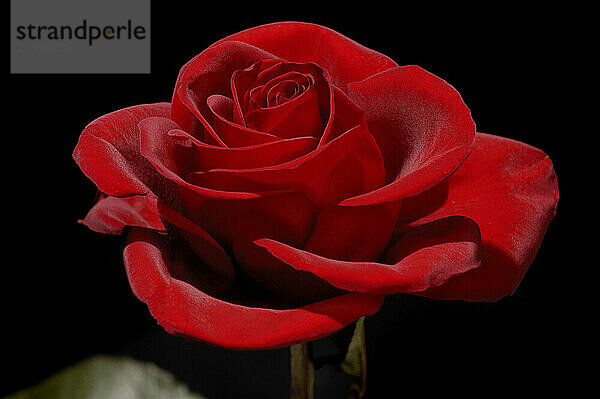 Beautiful dark red rose closeup isolated on black background Nature photography