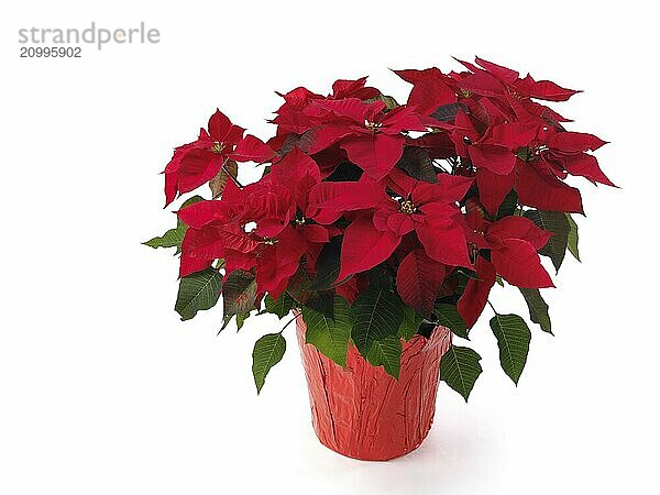 Poinsettia  red Christmas flower in a pot. Isolated on white background