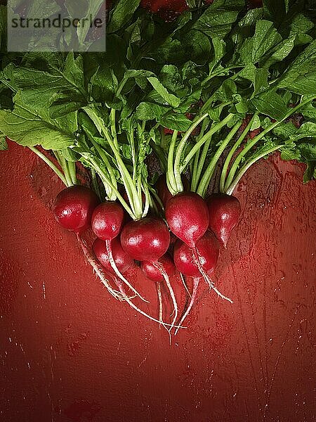 Bunch of radish  artistic colorful food still life on red background