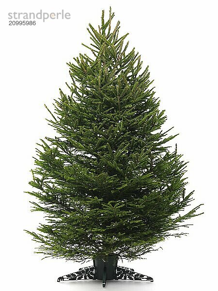 Undecorated bare real Christmas tree on a stand. Isolated on white background