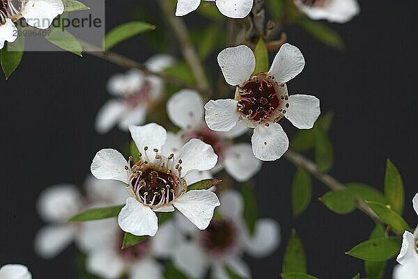 Flowers of New Zealand manuka  Leptospermum scoparium  against a black background. Manuka honey is prized for its natural healing properties