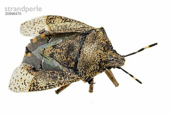 Close-up of a dead bug cropped on white