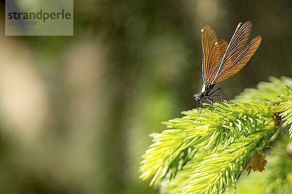 Copper demoiselle sitting on a fir branch in front of a blurred brown background with text space