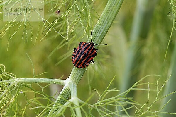 Stripe bug climbing high on a dill stalk  against a green background