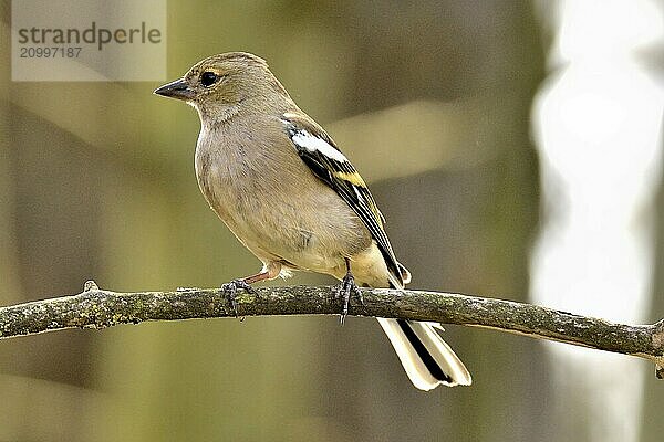 Brown chaffinch sitting on a branch in front of a blurred dark background