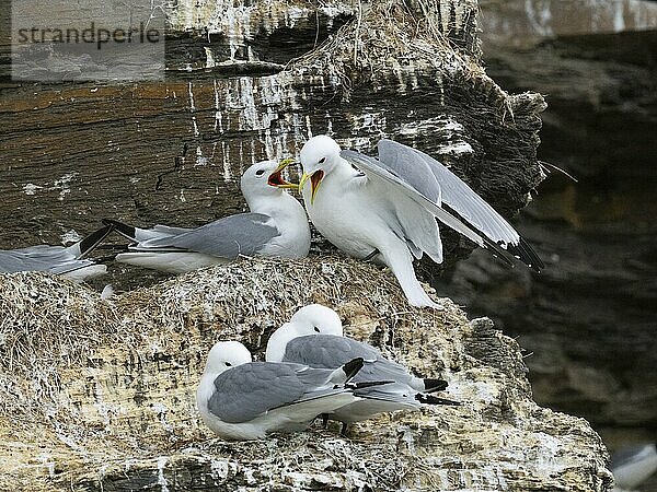 Black-legged kittiwake (Rissa tridactyla)  greeting ceremony of pair at nest in breeding colony  on coastal cliffs of Arctic Ocean  May  Varanger Fjord  Norway  Europe