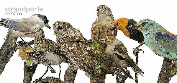 Many stuffed birds sit in a row on wooden branches on a white background