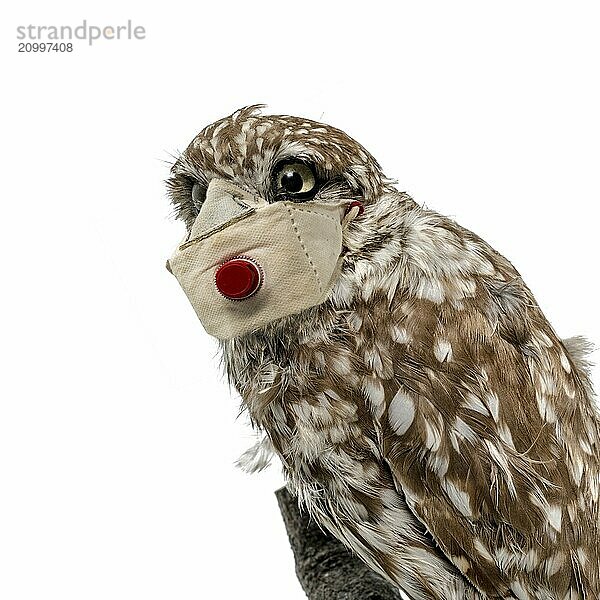 Portrait of an owl with face mask against infection cropped on white