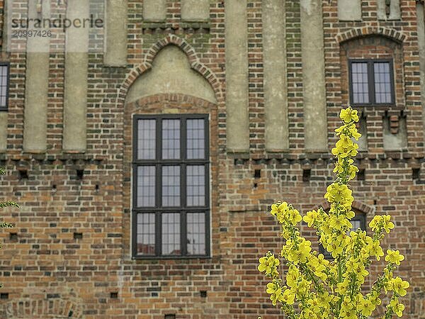 Historic brick wall with windows and yellow flowers in the foreground  trelleborg  sweden  baltic sea  scandinavia