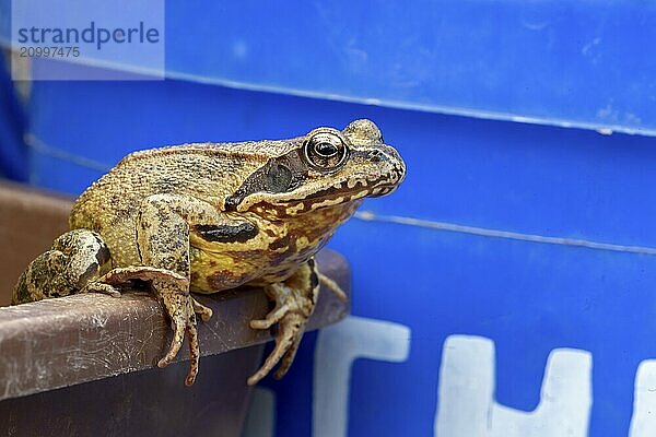 Portrait of a Common Frog on the edge of a bucket against a brown background