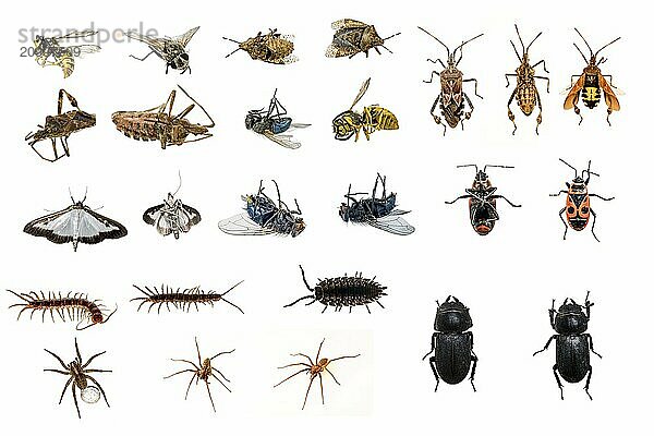 Mixed collection of dead and living insects cropped on white