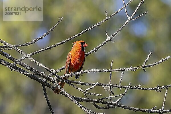 The northern cardinal (Cardinalis cardinalis) perched on a tree branch