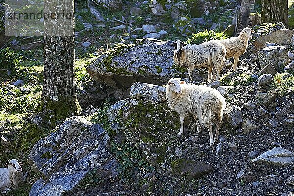 Three sheep standing on stony ground in the forest  Palea Roumata  Lefka Ori  White Mountains  mountain massif  West  Crete  Greece  Europe