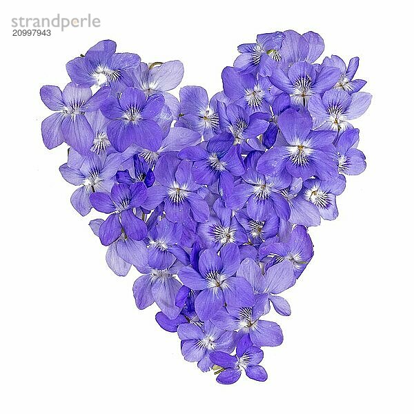 Heart of small  purple violet flowers lying in a jumble  cropped on white