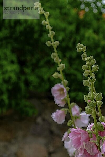 Close-up of pink flowers and buds  blurred green background  svaneke  bornholm  baltic sea  denmark  scandinavia