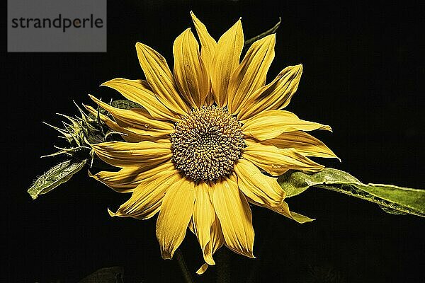 Yellow sunflower on black background