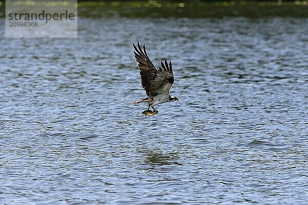 Western osprey on the hunt. Natural scene from central Wisconsin