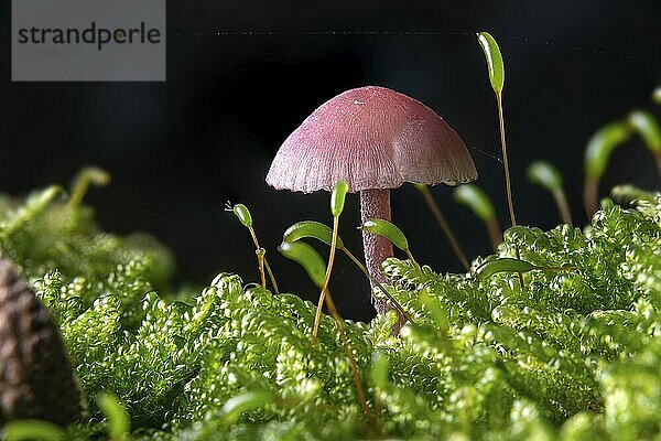 Small Amethyst Deceiver in the moss on the forest floor against a dark background