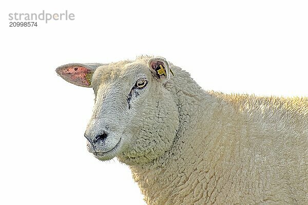 Sheep portrait cropped on white