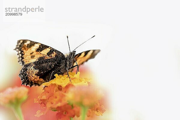 Colourful butterfly sits on an orange flower  cropped on light grey