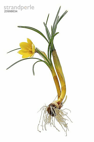 Complete yellow crocus with flower  leaves  roots and bulb cropped on white