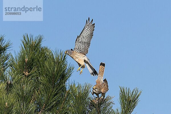 Pair of kestrels mating on a pine tree in front of a blue sky