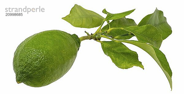 Lemon on a branch with isolated leaves on a white background