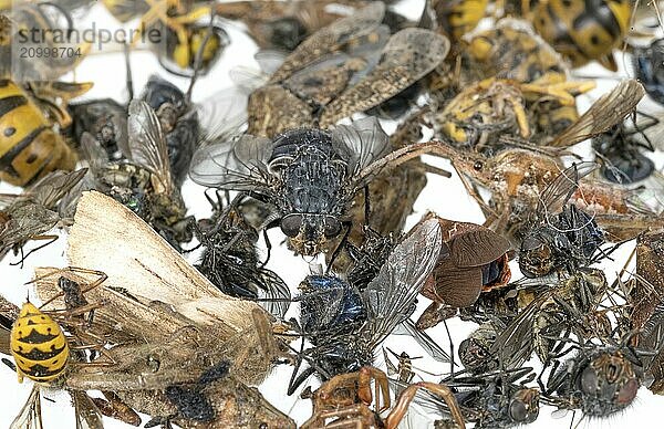 Many different dead insects lying in a pile. Released on white