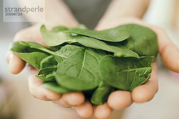 Hands holding fresh green salad leaves of spinach on blurred background. Healthy vegetarian eating concept. Green leaves of spinach. Gifts of nature. Blessed harvest.