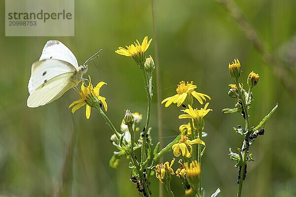 White cabbage butterfly butterfly sitting on a yellow flower against a blurred green background