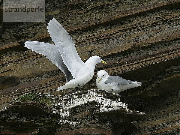 Black-legged kittiwake (Rissa tridactyla)  breeding pair at breeding colony  on coastal cliffs of Arctic Ocean  May  Varanger Fjord  Norway  Europe