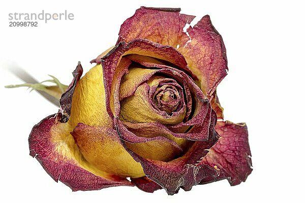 Yellow-red rose with withered leaves cropped on white