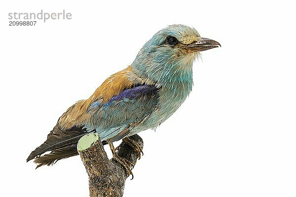 Stuffed colourful European Roller sits on a branch isolated on white