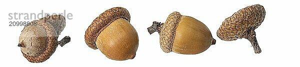 Acorn nuts lie in a row on white