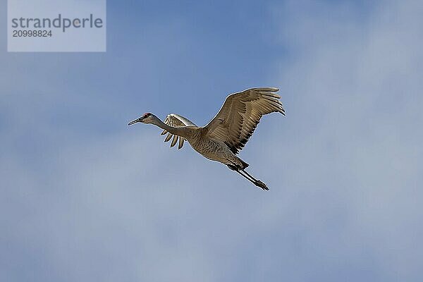 The Sandhill Crane in flight after returning from the south