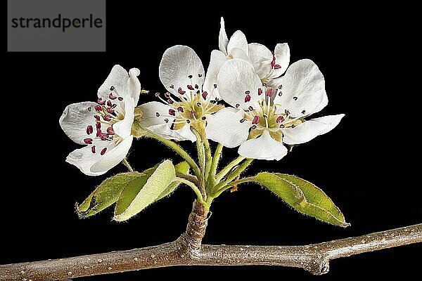 Close-up of a branch of the apple tree with blossoms  buds and leaves cropped to black