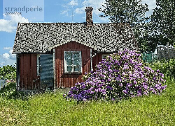 Old abandoned cottage with blooming rhododendron bush in Vollsjö  Skåne County  Sweden  Scandinavia  Europe