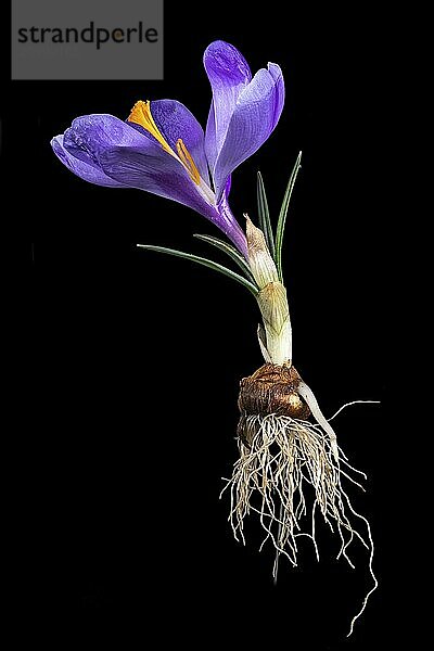 Purple crocus with bulb and roots cropped on black