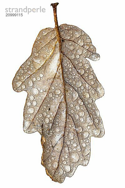 Oak leaf with dewdrops and stem in autumnal colours Cropped on white