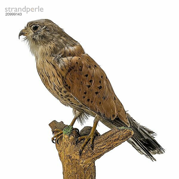 Stuffed female Common Kestrel sits on a branch isolated on white