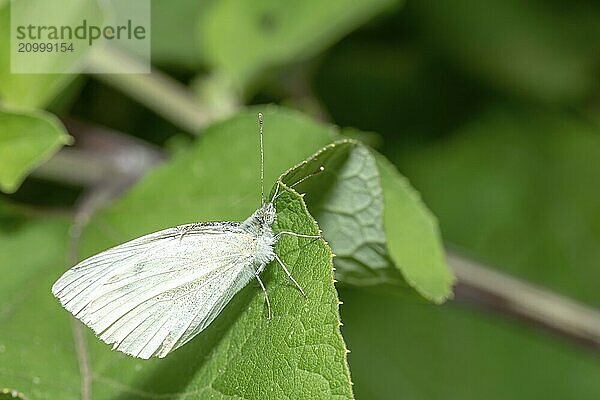 Cabbage white butterfly on a leaf in front of a green background