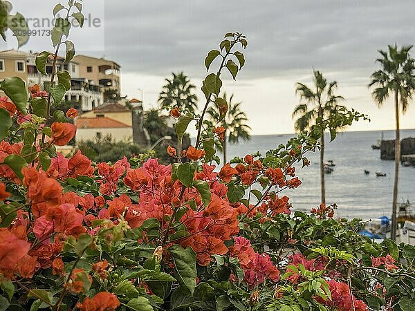 Bright bougainvillea flowers with a view of the ocean and surrounding houses at sunset  Funchal  madeira  portugal