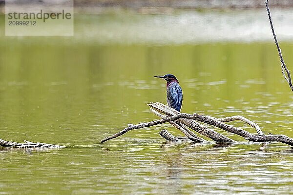 Green heron (Butorides virescens) is a small heron of North and Central America