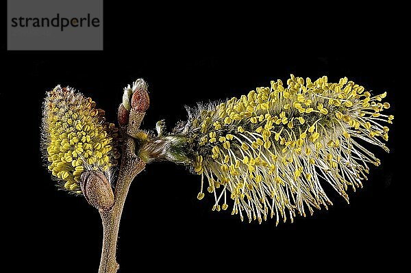 Macro shots of blossoms of a willow tree with dust vessels cropped on black