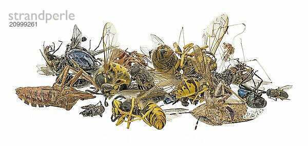 Many different dead insects lying in a pile. Released on white