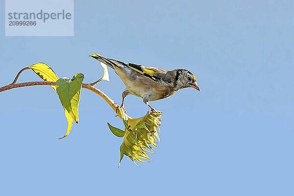 Goldfinch sitting on an old sunflower with seeds between blooming sunflowers against a blurred blue background